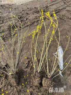 高度180厘米连翘