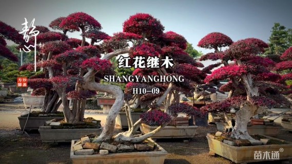 高度100厘米红花继木