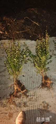 高度50厘米小叶女贞小苗