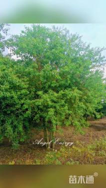 50公分丛生乌桕