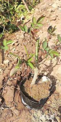 高度20厘米月季