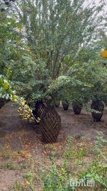 20公分紫薇花瓶