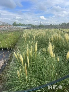 高度40厘米矮蒲苇
