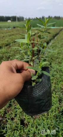 高度20厘米千屈菜