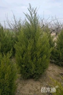 高度220厘米蜀桧