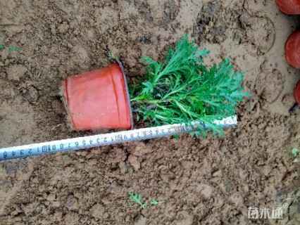 高度20厘米玛格丽特花