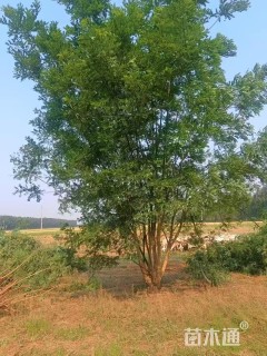 高度500厘米(5杆)丛生国槐