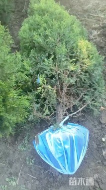 高度150厘米蜀桧