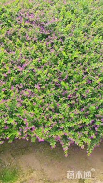 高度15厘米满天星