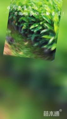 高度60厘米非洲茉莉