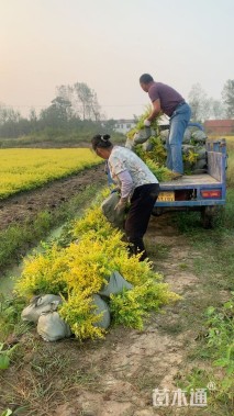 大杯苗亮晶女贞小苗