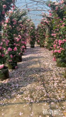 80厘米藤本月季