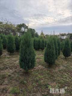 高度130厘米北京桧
