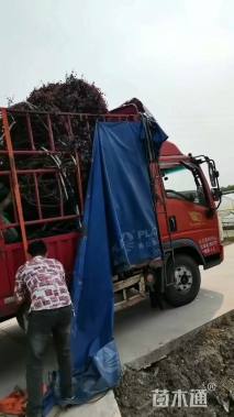 冠幅200厘米红花继木球