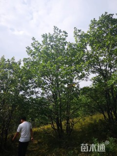 10公分蒙古栎