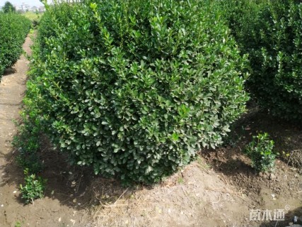 冠幅250厘米大叶黄杨球