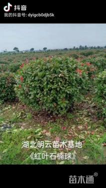 冠幅85厘米红叶石楠球