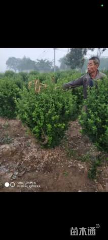 冠幅120厘米卫矛球