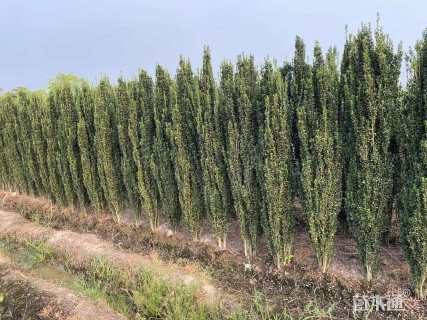 高度150厘米直立冬青