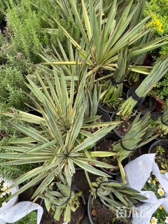 高度20厘米丝兰