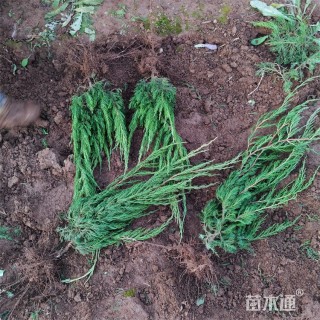 高度47厘米龙柏