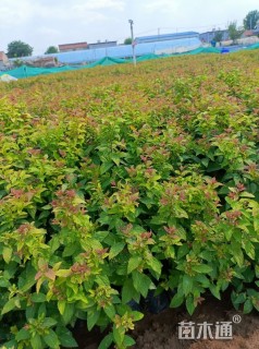 高度30厘米金焰绣线菊