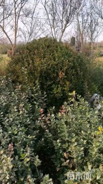 冠幅80厘米瓜子黄杨球