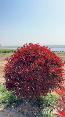 冠幅100厘米红叶石楠球