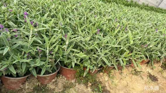 高度20厘米墨西哥鼠尾草