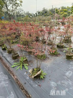 高度150厘米南天竹