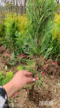 高度40厘米洒金柏