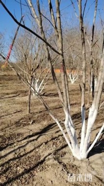 高度700厘米丛生五角枫