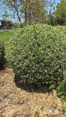 冠幅120厘米卫矛球