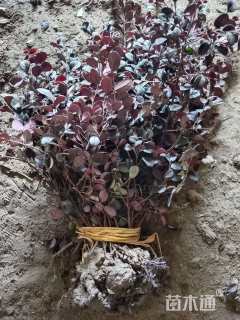 高度40厘米红花继木小苗