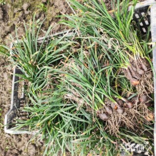 高度25厘米石蒜