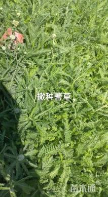 高度15厘米蓍草