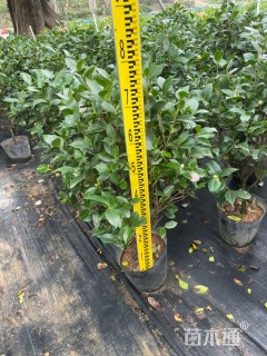 高度80厘米茶花