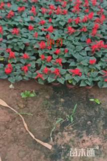 一串红种子