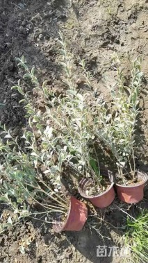 高度40厘米银姬小蜡