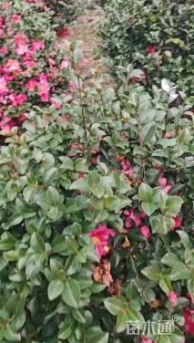 冠幅80厘米茶梅球