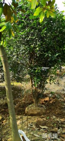 高度250厘米丛生桂花