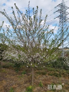 10公分樱花