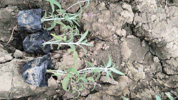 高度15厘米墨西哥鼠尾草