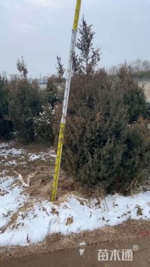 高度200厘米河南桧