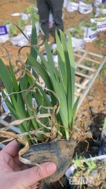 高度20厘米德国鸢尾