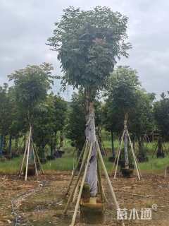 14公分桃花心木