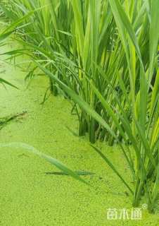 高度20厘米茭笋