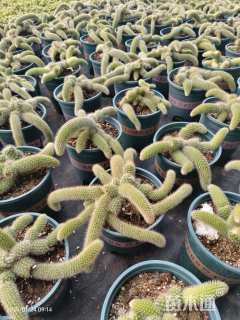 高度10厘米多肉