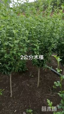 高度1.2厘米木槿