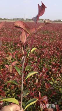 0.3公分红叶石楠